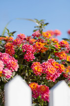 bright pink and orange flowers against a blue sky 