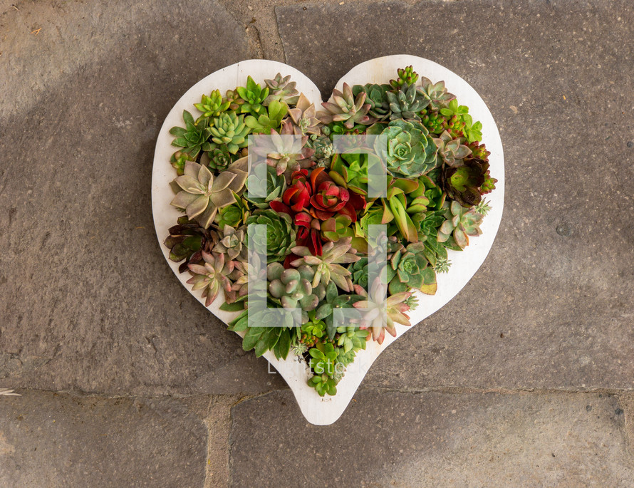 succulent plants in a heart shaped planter 