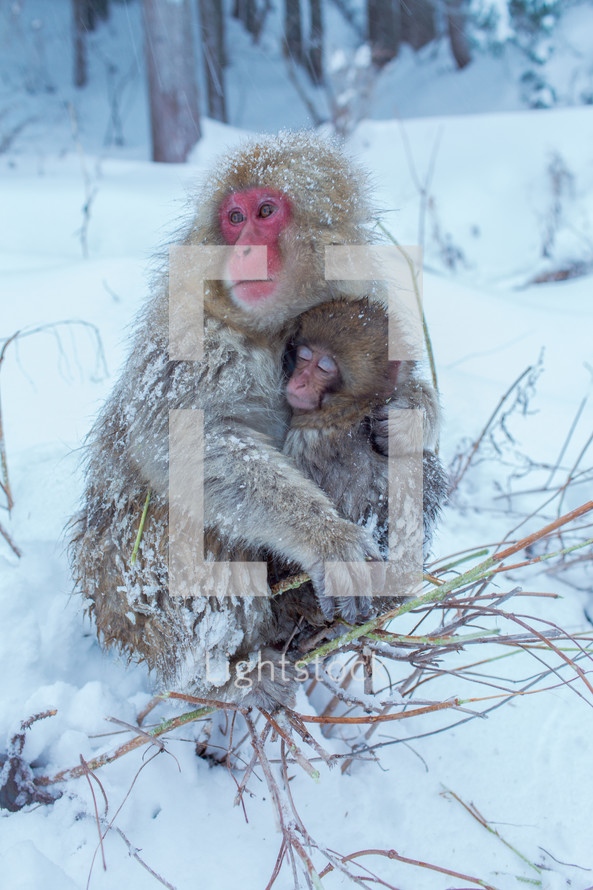 mother monkey hugging her baby in the snow 