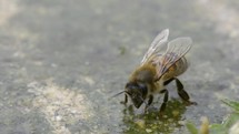 honey bee drinking water 