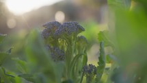 Close Up Of A Purple Broccoli Plant