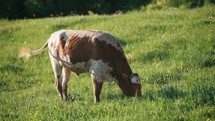 Texas Longhorn Steer Grazing In A Pasture
