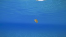 Newborn jellyfish swims in the ocean