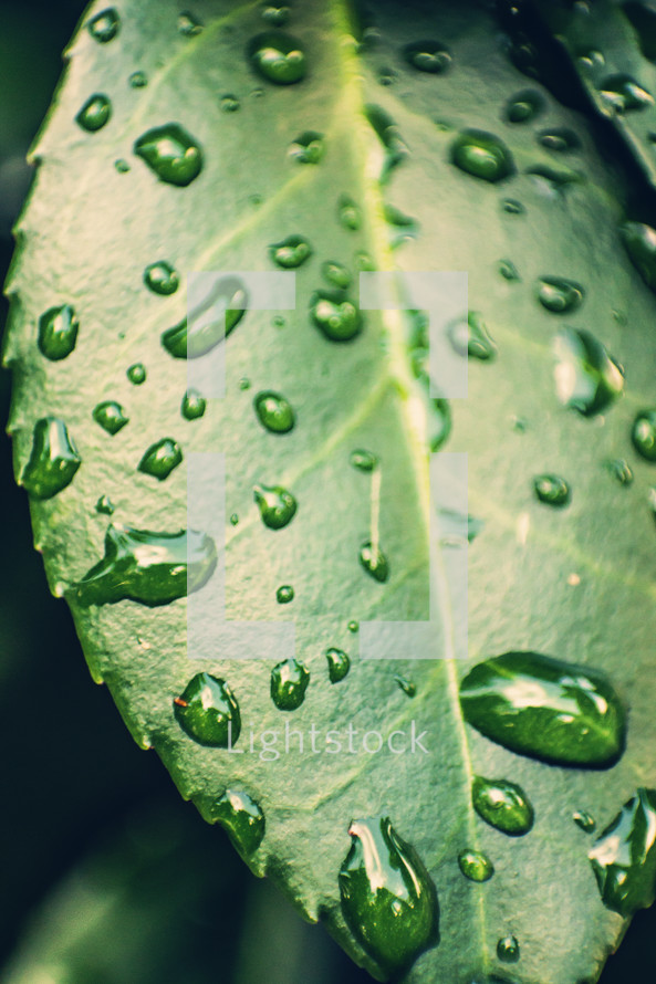 rain drops on a green leaf 