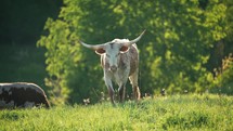 Cow With Horns In A Meadow	