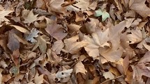 fallen leaves in autumn moving in the wind
