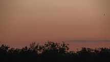 Birds flight over the tops of dark shrubs against a gradient twilight sky