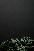 Green fern leaves on black background.