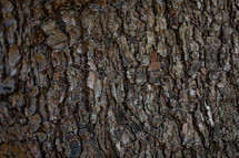 Brown bark of a tree