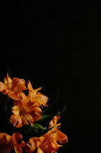 Orange lilies on black background,