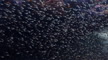 A Shoal of Glassfish on a reef has been filmed underwater in the North of the Maldivian Archipelago, in November 2022.

The shots are taken with Sony A1 with SEL 2860 & Nauticam Housing and WACP1 underwater lens
Shot are native 8K30p in 422 10 Bits / edited with DaVinci Resolve