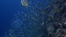 Shoal of Yellowback Fusilier has been filmed underwater in the North of the Maldivian Archipelago, in November 2022.

The shots are taken with Sony A1 with SEL 2860 & Nauticam Housing and WACP1 underwater lens
Shot are native 8K30p in 422 10 Bits / edited with DaVinci Resolve