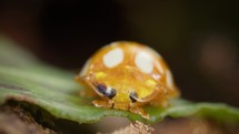 Orange ladybird resting on leaf