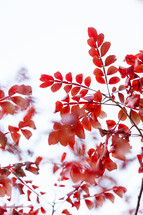 Red autumn leaves against white background