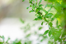 Gentle, soft green leaves background