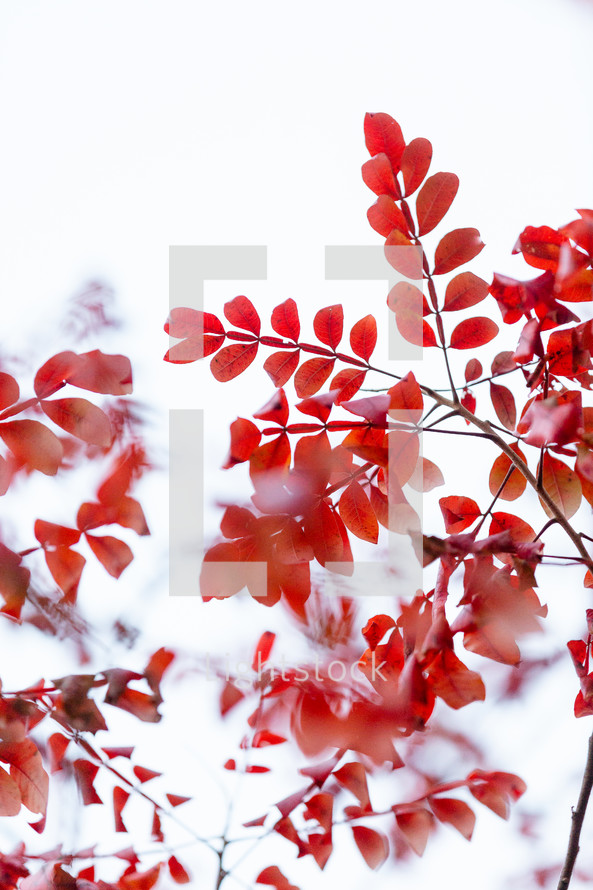 Red autumn leaves against white background