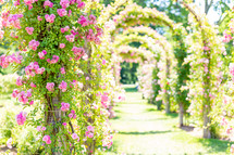 Roses on beautiful garden archway