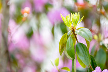Close up of leaves with spring background