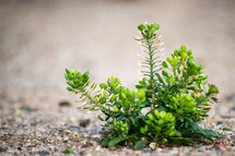 plant in sand 