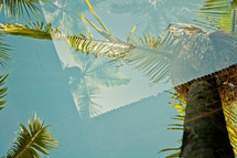 palm trees in Teneriffa