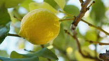 Yellow Lemon Fruit Of Taormina Countryside Cultivation In Sicily Island