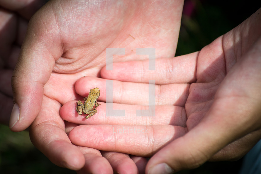 holding a tiny froglet 