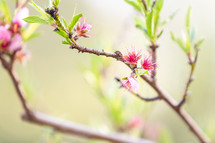 Pink peach blossoms on branch