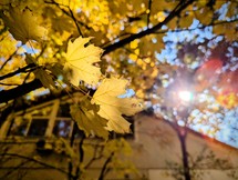 Sunlight behind yellow leaves