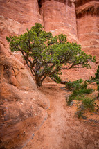 red rock and trees 