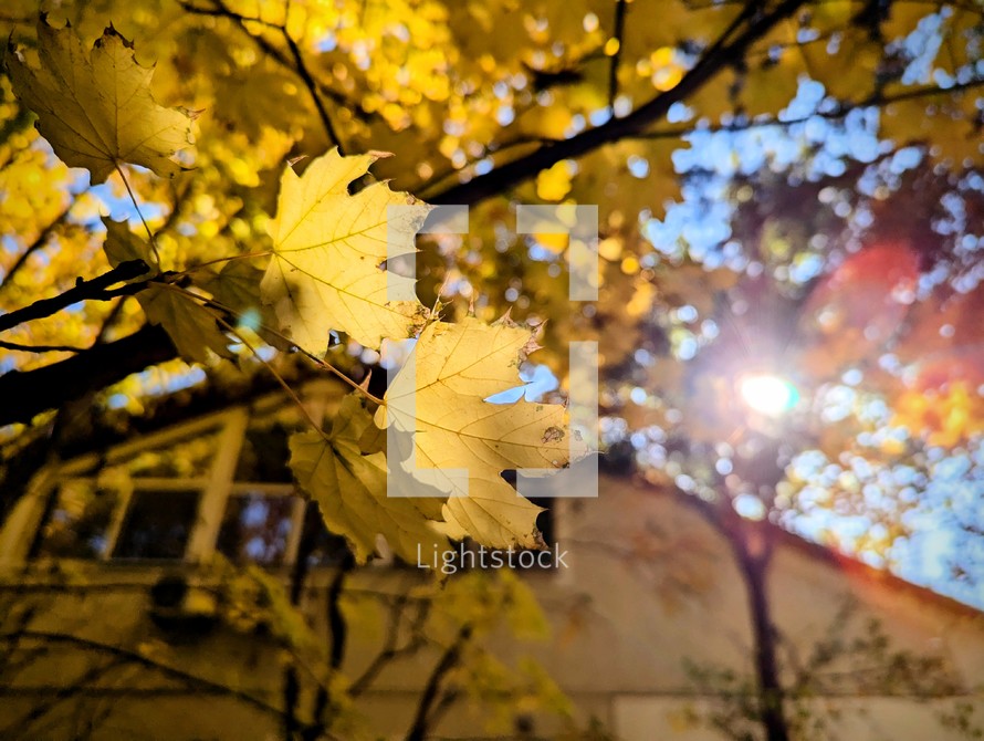 Sunlight behind yellow leaves