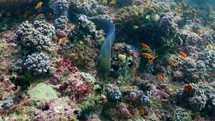 This Moray swimming on the reef has been filmed underwater in the North of the Maldivian Archipelago, in November 2022.

The shots are taken with Sony A1 with SEL 2860 & Nauticam Housing and WACP1 underwater lens
Shot are native 8K30p in 422 10 Bits / edited with DaVinci Resolve