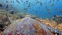 Sea Turtles of the Komodo Archipelago (Chelonia mydas), various situation, feeding, swimming, close-up footage