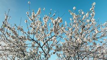White Almond Flowers Kissed By The Sun 