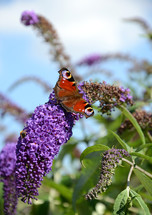 Butterfly on Purple Flowers