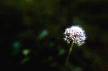 dandelion flower fluff