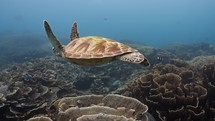 Sea Tutrtles of the Komodo Archipelago (Chelonia mydas), various situation, feeding, swimming, close-up footage