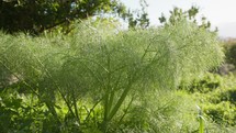 Fennel Plant Growing In Green Environment