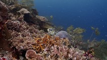 Sea Tutrtles of the Komodo Archipelago (Chelonia mydas), various situation, feeding, swimming, close-up footage