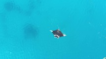 The views of the Archipelago of Komodo in Indonesia has been filmed in April 2023.
Find in the Sequence Manta Ray filmed from the Sky

The shots are taken with a drone Mavic Air
Shot are native 4K30p / edited with DaVinci Resolve
