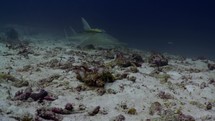 This Guitar Shark has been filmed underwater in the North of the Maldivian Archipelago, in November 2022.

The shots are taken with Sony A1 with SEL 2860 & Nauticam Housing and WACP1 underwater lens
Shot are native 8K30p in 422 10 Bits / edited with DaVinci Resolve