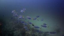 This Shoal of Jackfish has been filmed underwater in the North of the Maldivian Archipelago, in November 2022.

The shots are taken with Sony A1 with SEL 2860 & Nauticam Housing and WACP1 underwater lens
Shot are native 8K30p in 422 10 Bits / edited with DaVinci Resolve
