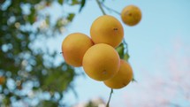 The Sicilian Orange Fresh Fruit Tree