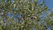Olive food for healthy production of oil juice