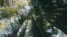 Looking up at Redwood trees as camera rotates