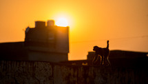 monkey in India at sunset 