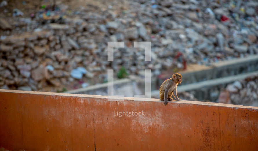 monkey in India 