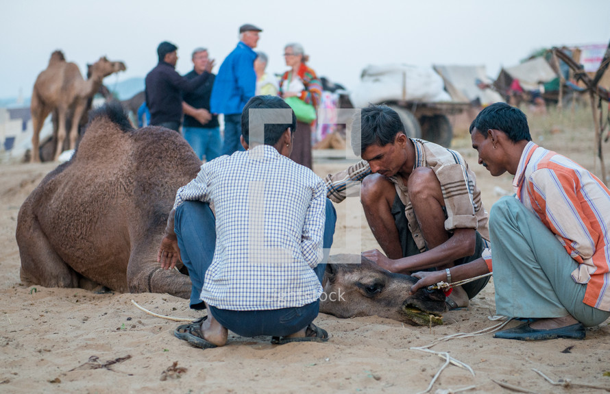 men helping a sick camel in India 