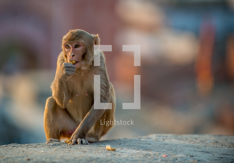 monkey eating food 