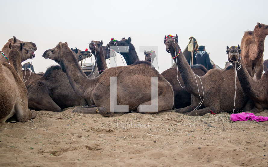 resting camels in India 