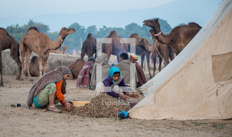 camels by a tent in India 